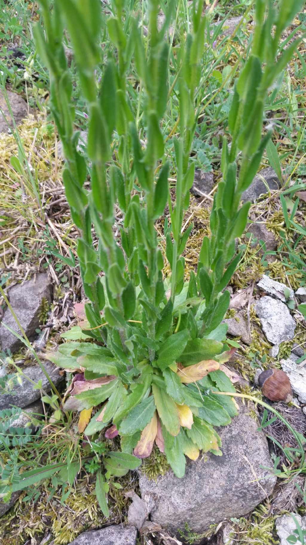 Arabis sagittata / Arabetta saettata